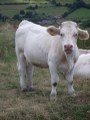 weiße Kuh in Burgund