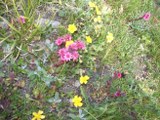 Blühende Blumen am Mont Cenis