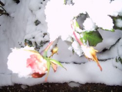 Rose im Schnee in Diefenbach