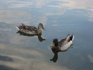 Zwei Enten im Fluss von Robert Kibele