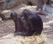 Bonobo-Weibchen mit Kind 2011-10-02 Frankfurt/Main-Zoo