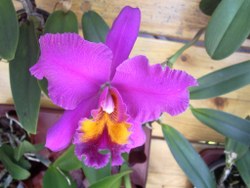 Lila-pinkfarbene Orchidee