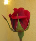erste-rose-2012-01_150x173
