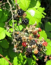 brombeeren-04_180x229