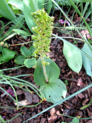 Zweiblatt-Orchidee